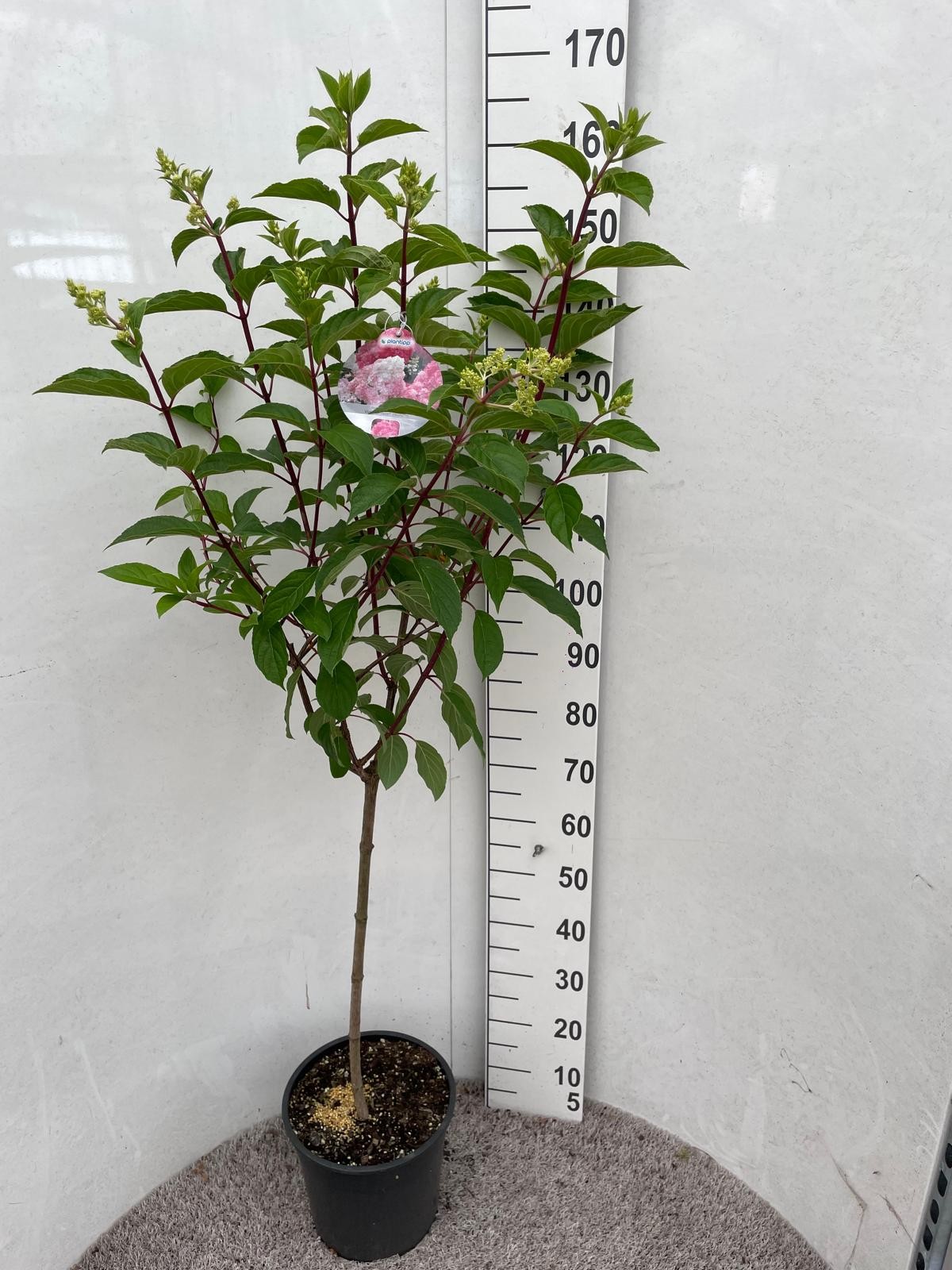 Hydrangea pan. Vanille Fraise 60 stam P28, D 28 cm