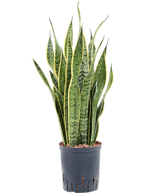 Sansevieria trifasciata 'Laurentii', D 18 cm