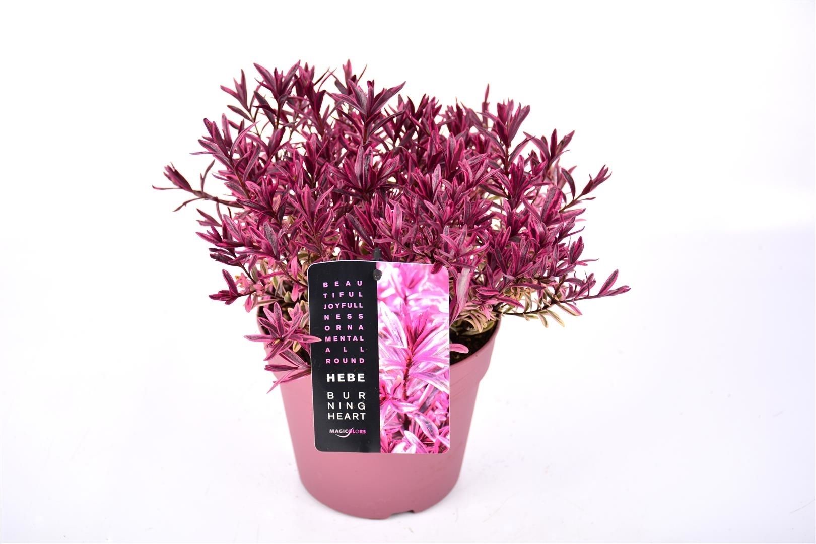 Hebe Burning Heart, D 21