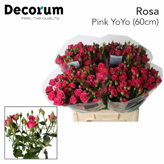 Роза куст. Пинк Йо-Йо 50, шт. Роза куст. Пинк Йо-Йо 50, шт.