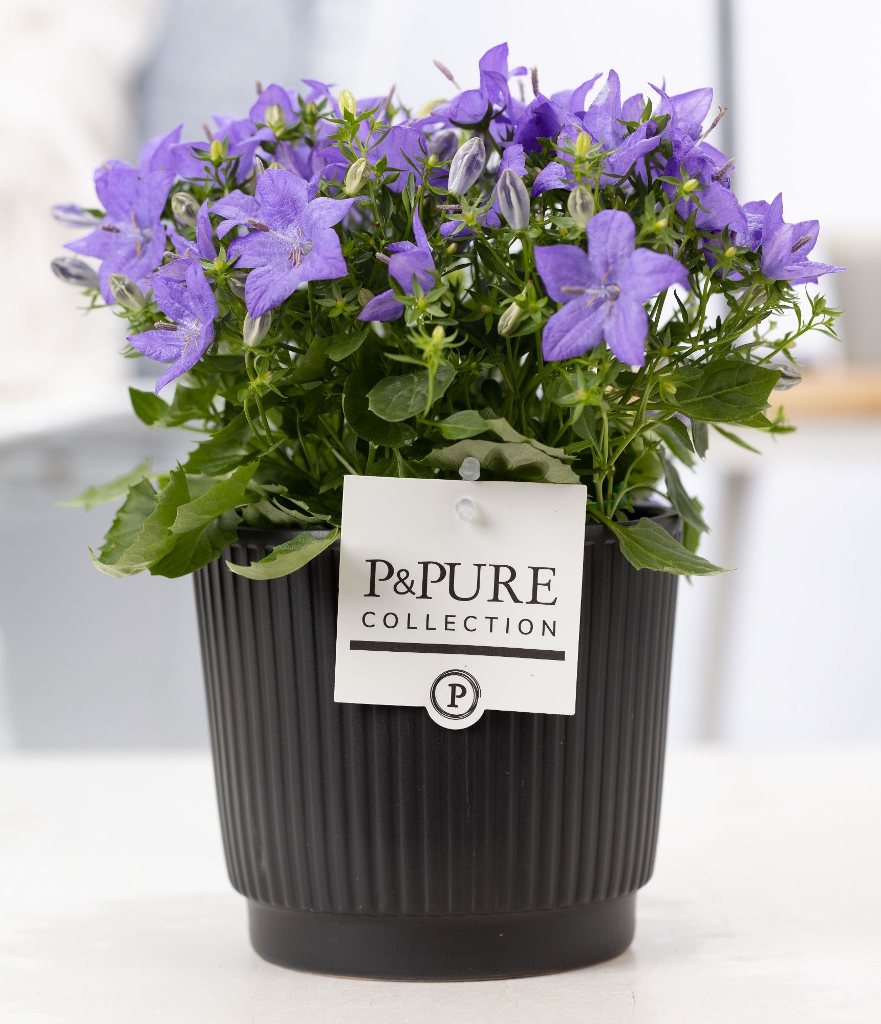 Campanula 'Napoli' Pure Liv, D 14