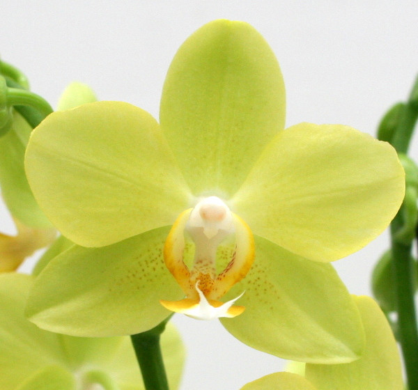 Phal. 4 tak 'La Paz' 9 cm Topf 'Table Dance', D 9