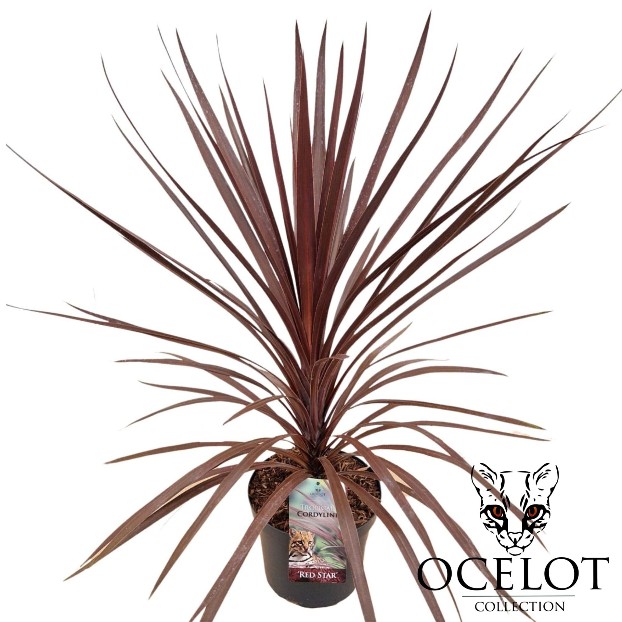 Cordyline 'Red Star', D 26