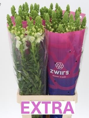 Антирринум Потомак Вайт (бел.), шт.