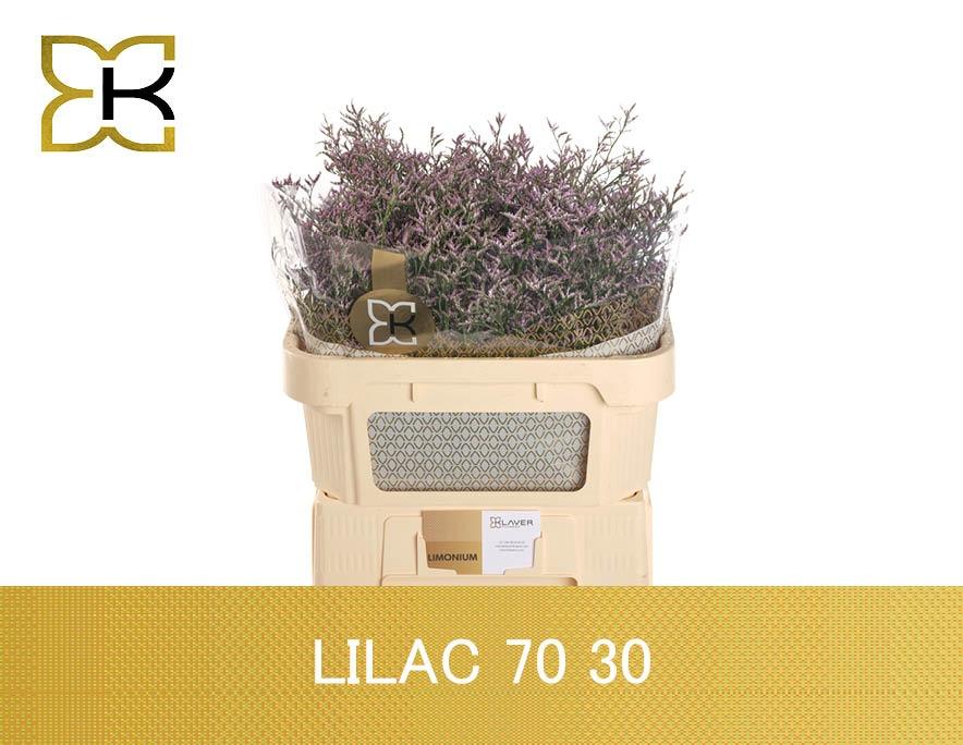 Лимониум Сафора Лилак 70 (фиолет.), шт.