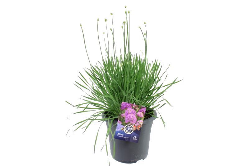 Allium senescens Medusas Hair, D 27