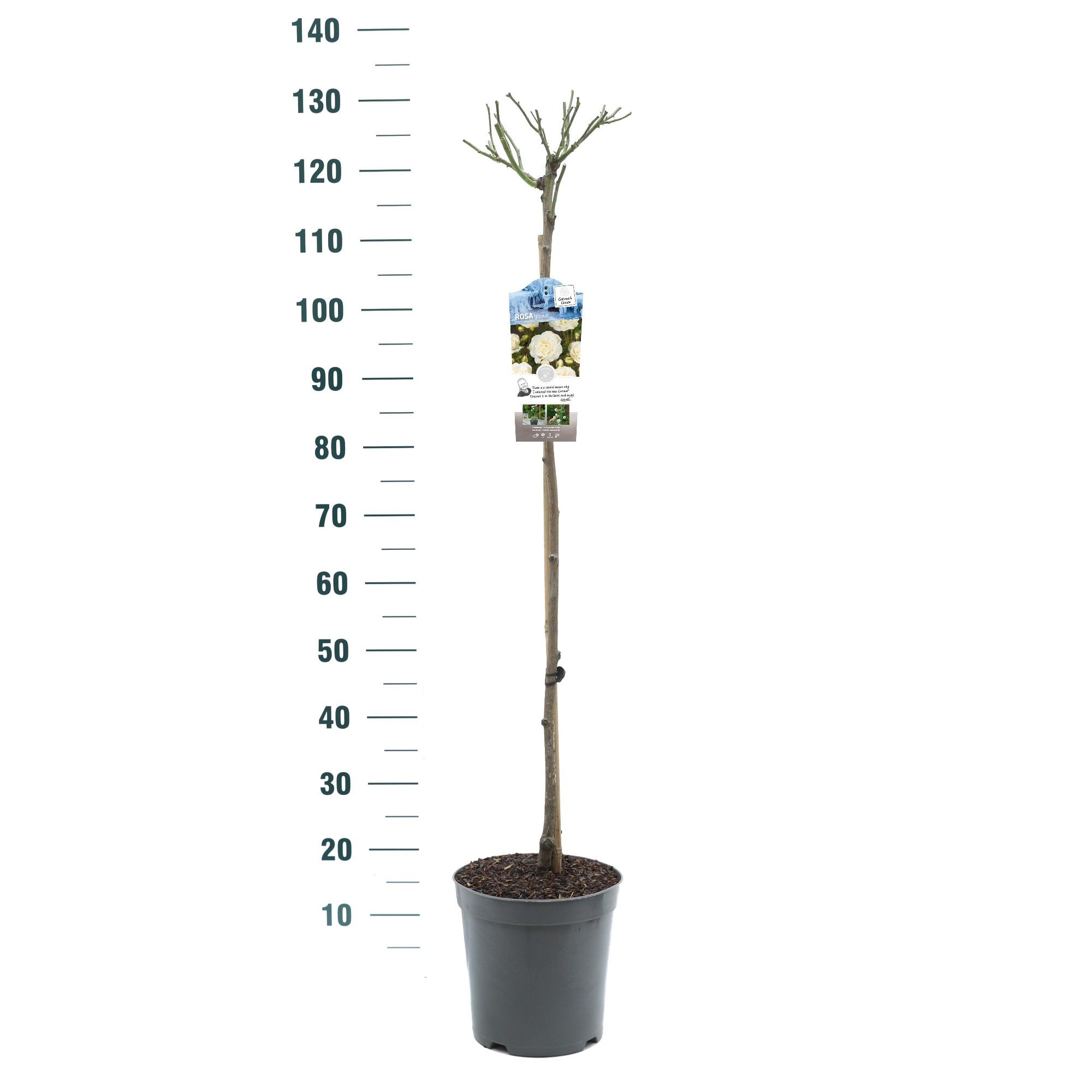 Rosa 'Kristal' - 90 Stam - Basic Collection, D 24