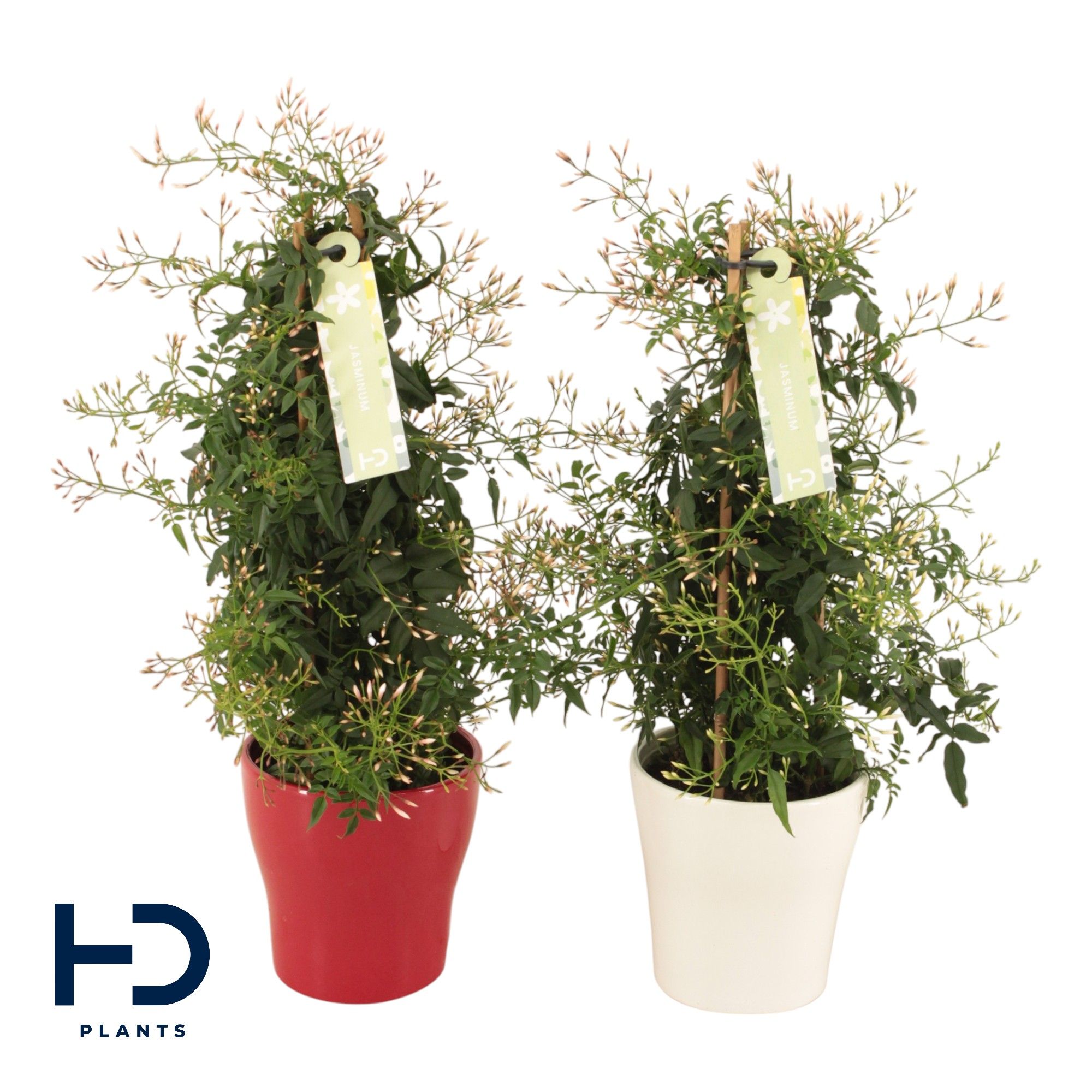 Jasminum zuil Anna keramiek mix p13 (Jasmijn), D 13