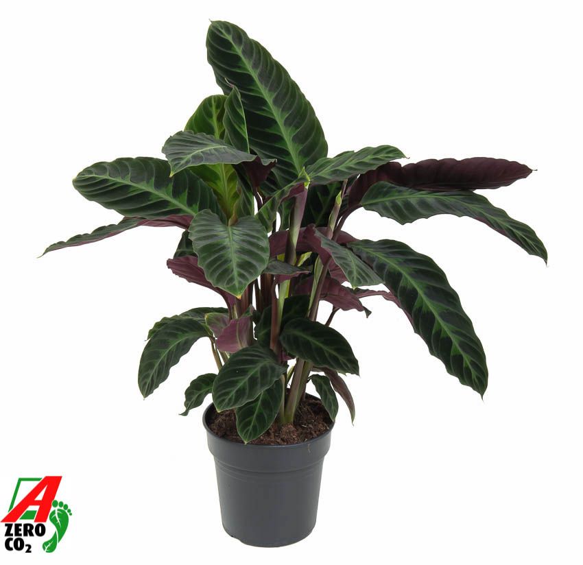 Calathea Warscewiczii, D 19