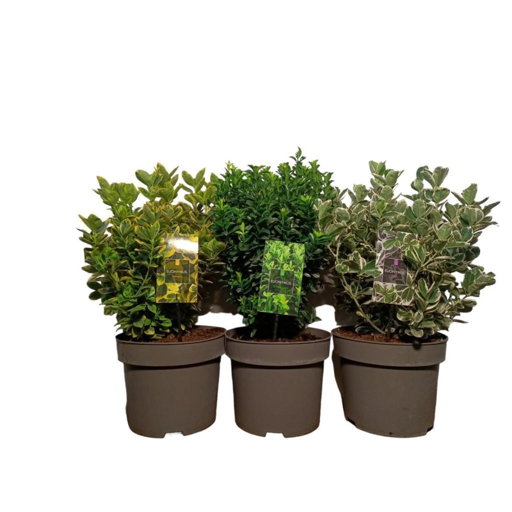 Euonymus jap. Gemengd, D 29