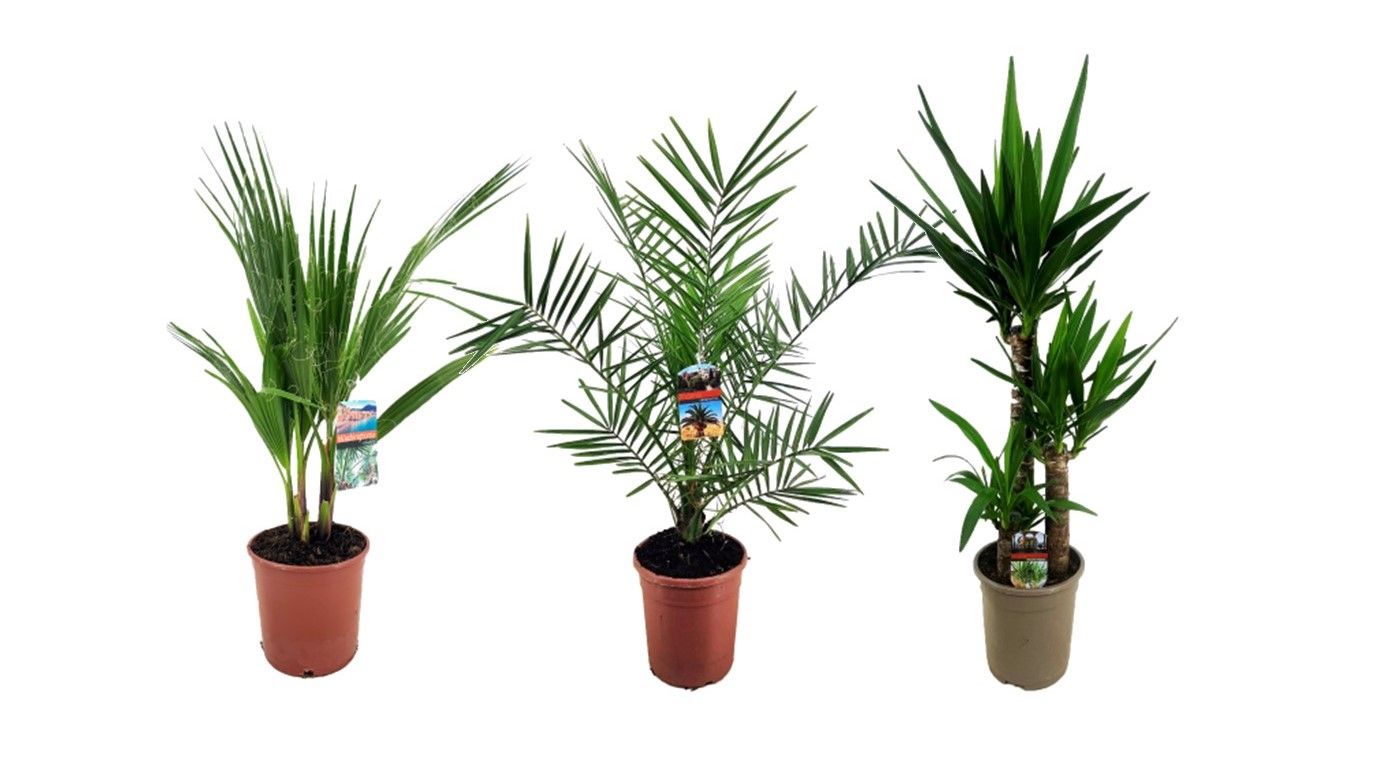Palmen mix indoor - 2/3 soorten, D 21
