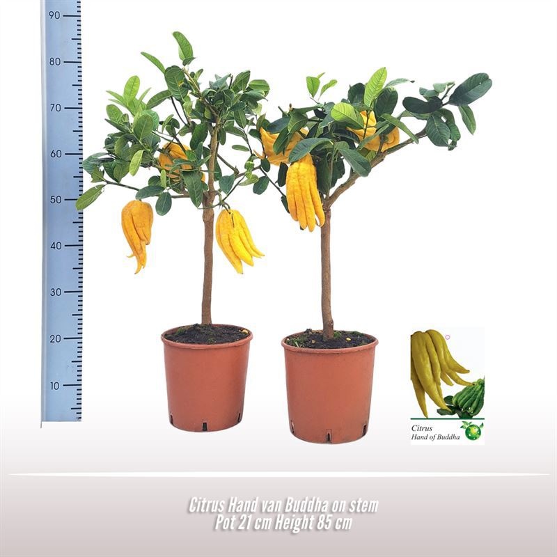 Citrus Hand van Buddha op stam, D 21