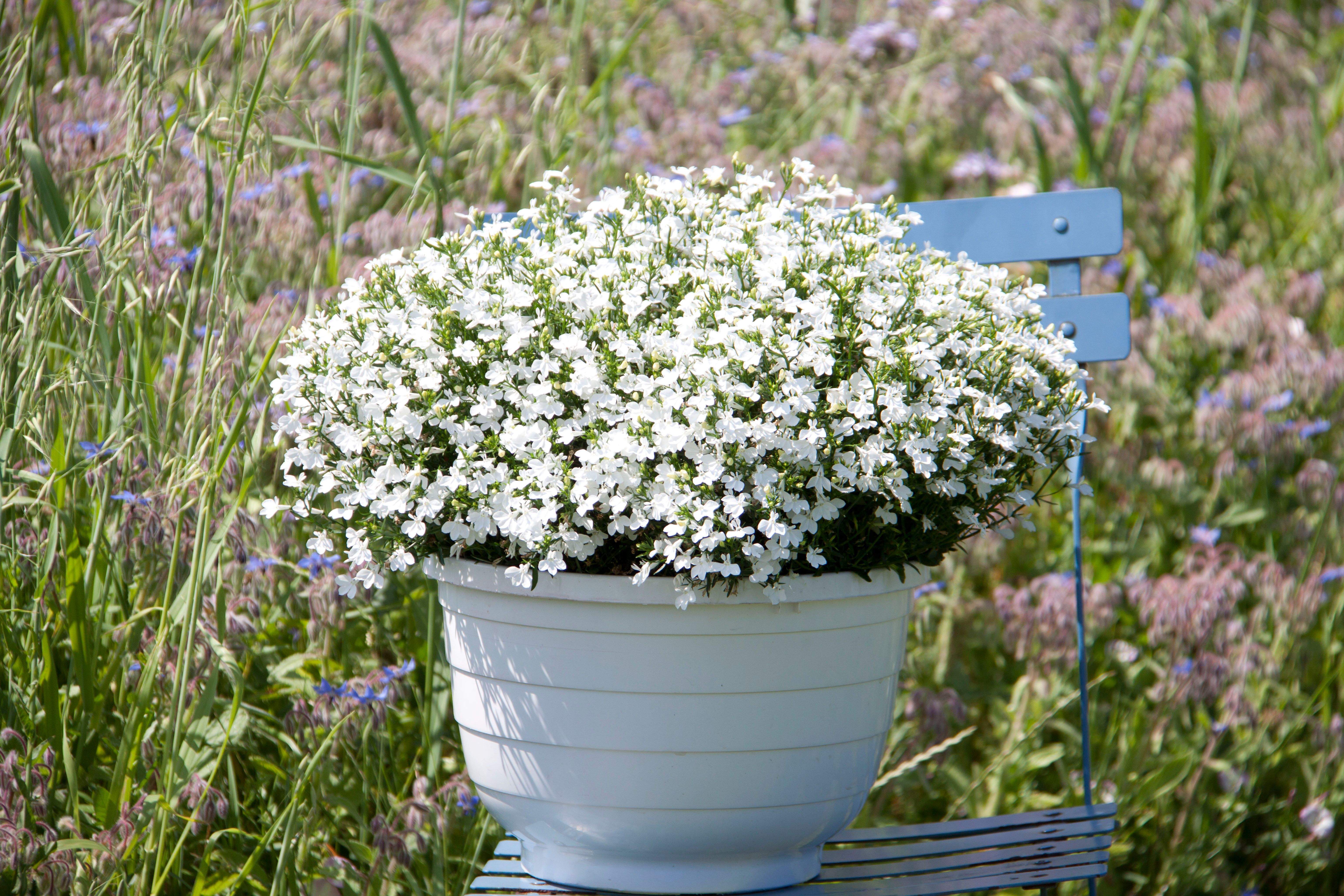 Lobelia - 10,5 cm - white, D 10,5