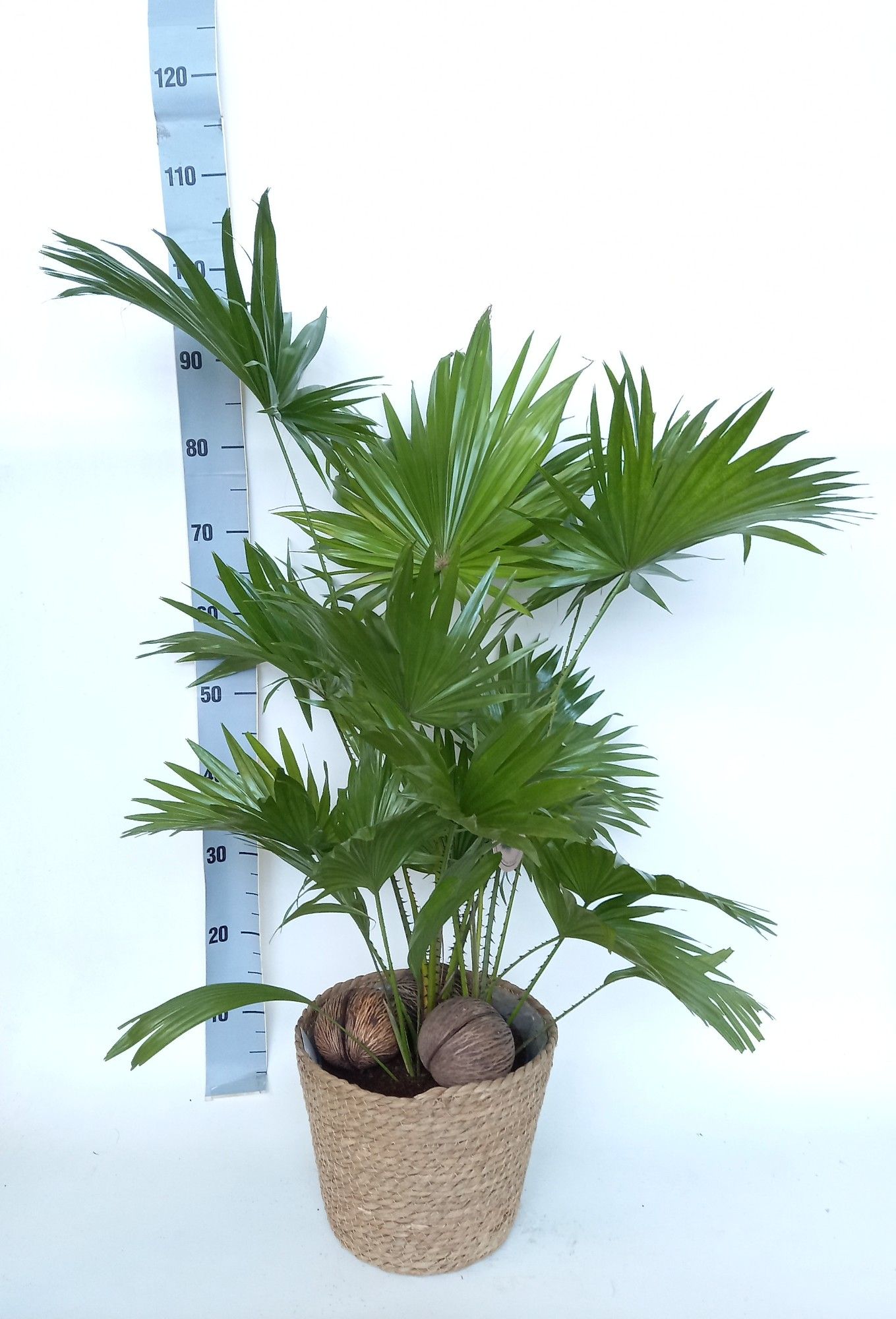 Livistona Rotundifolia 2 pp, D 24