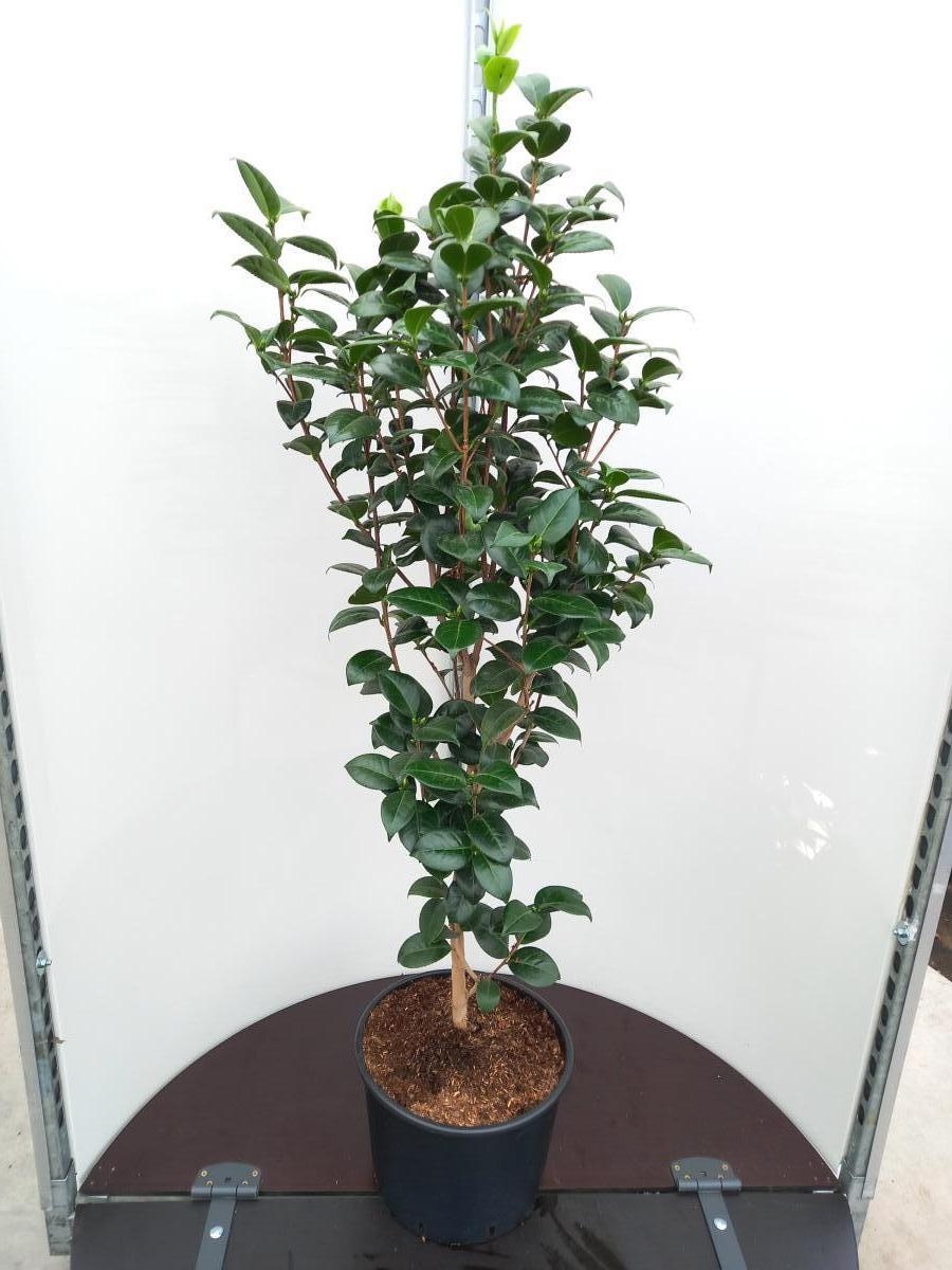 Camellia j. 'Moshe Dayan', D 40