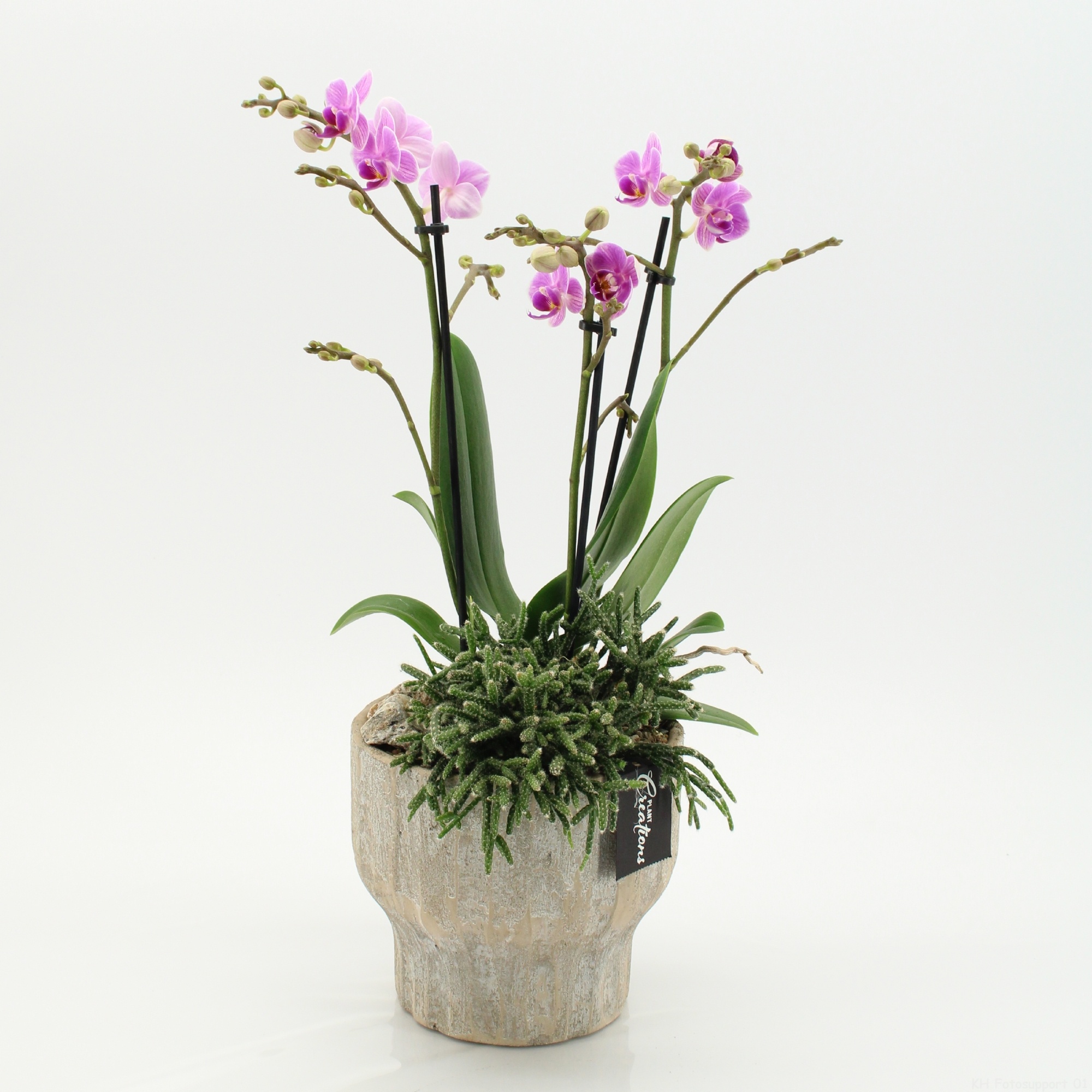 PHAL-2637RZ Phalaenopsis creatie, D 16