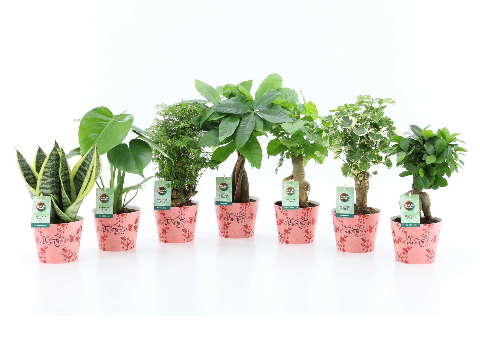 Exotic Green Mix in Potcover Valentine, D 12