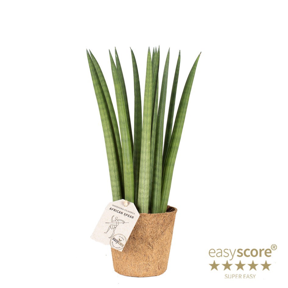 SANSEVIERIA CYLINDRICA Straight COCOZ, D 11