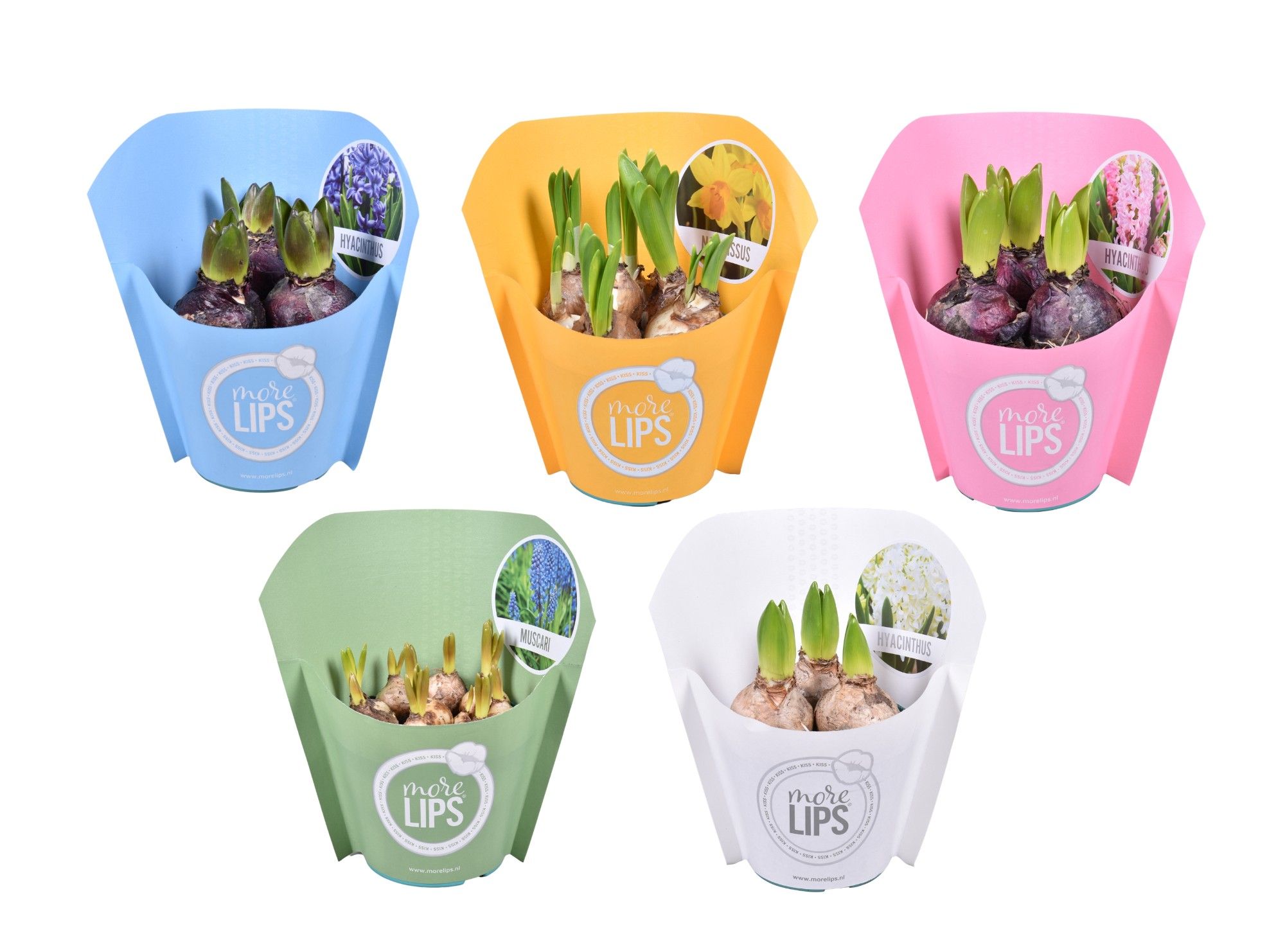 MoreLIPS® Bolbloemen gemengd in papieren hoes, D 12