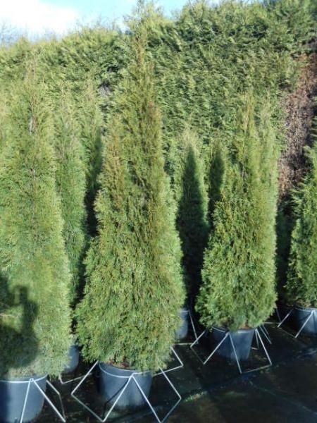 Thuja occidentalis 'Smaragd', D 39