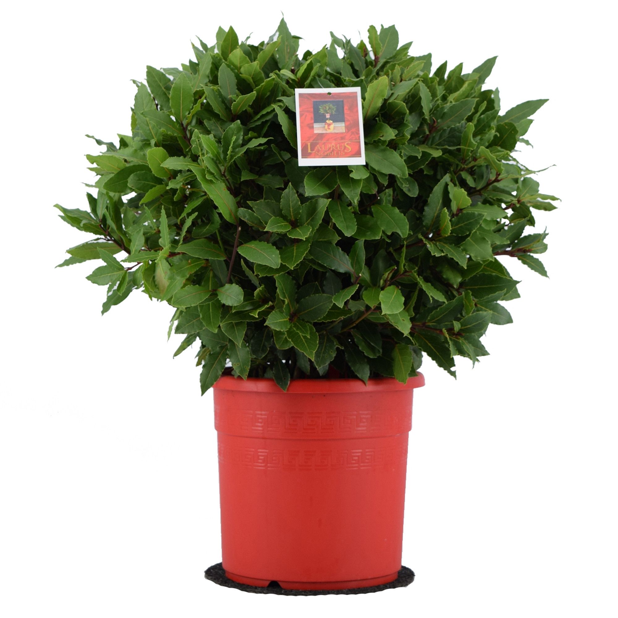 Laurus nobilis Bol zonder stam, D 25