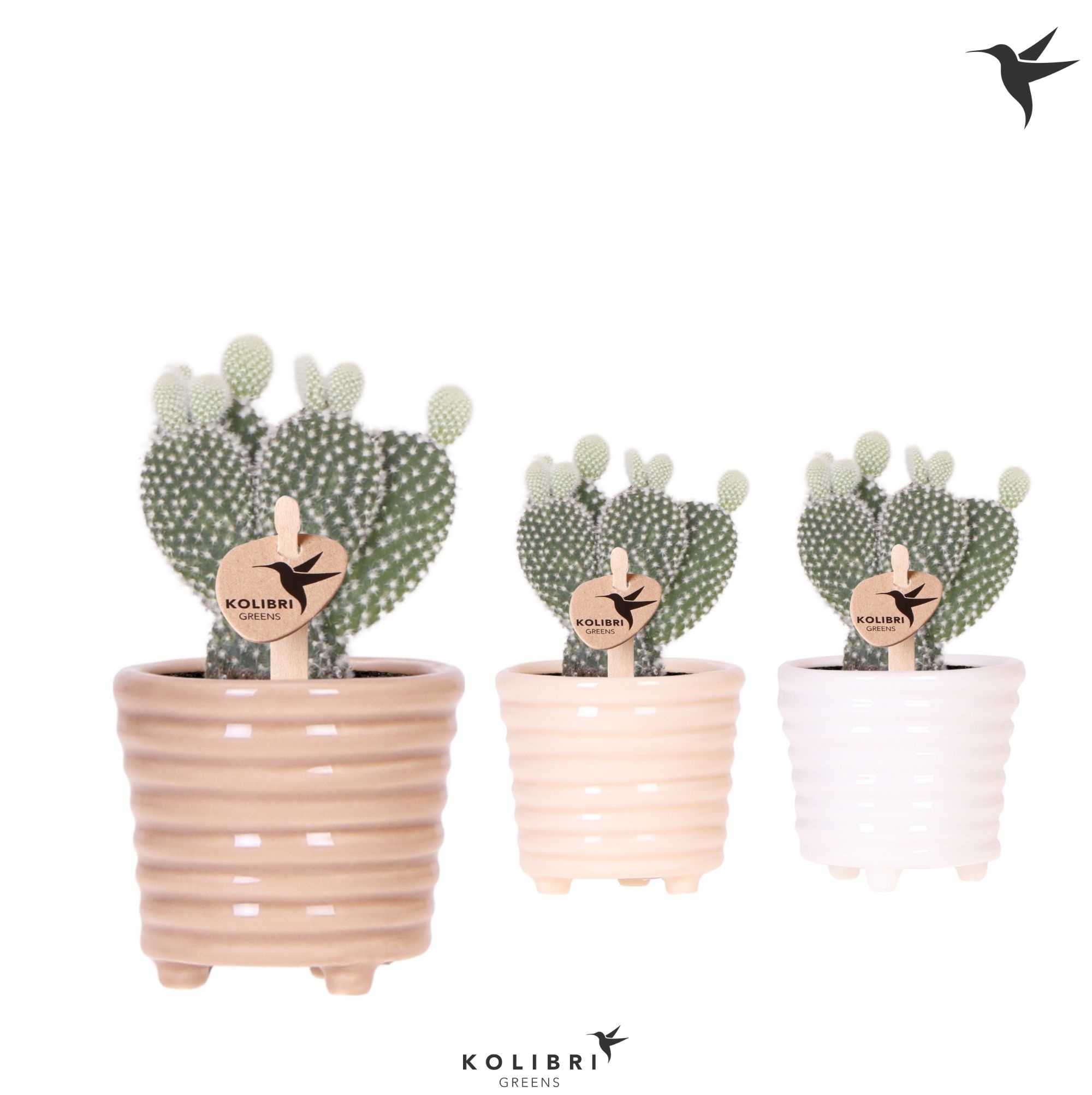 Kolibri Greens Opuntia white in Ring pot mix, D 6 cm
