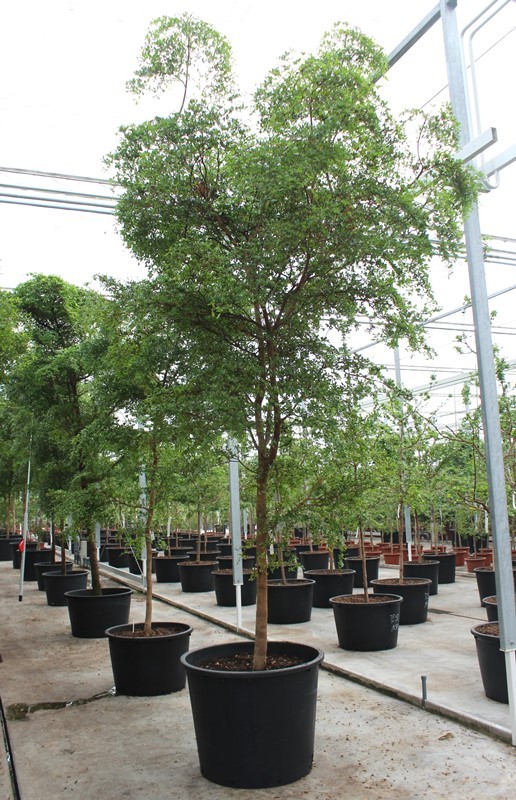 Bucida buceras, D 96