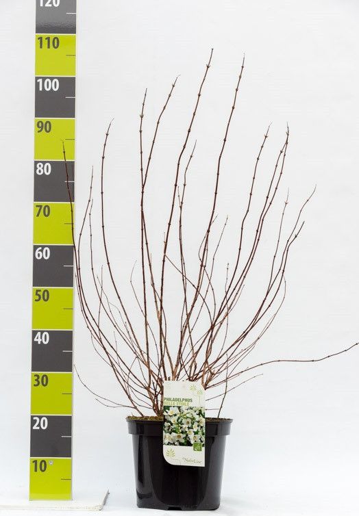 Philadelphus 'Belle Etoile' C 7,5, D 27