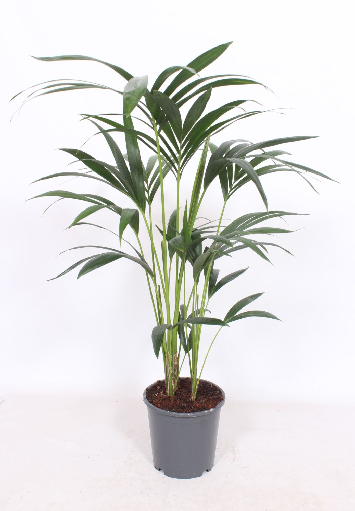 Howea forsteriana 5 per pot, D 21 cm