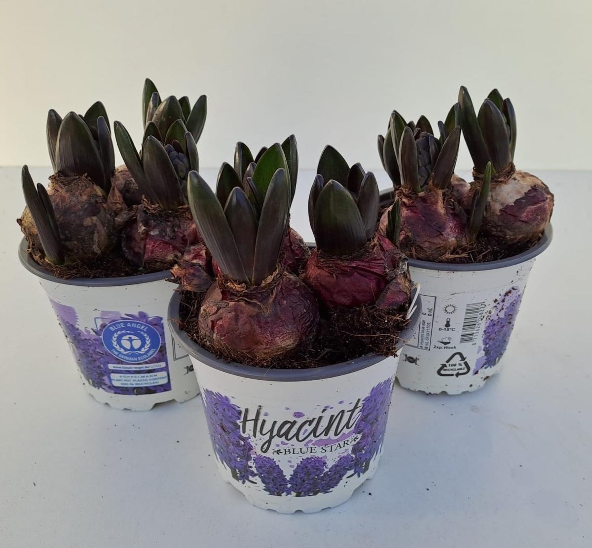 Hyacinthus orientalis 'Blue Star', D 12