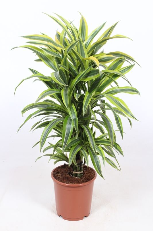 Dracaena Lemon Lime, D 24