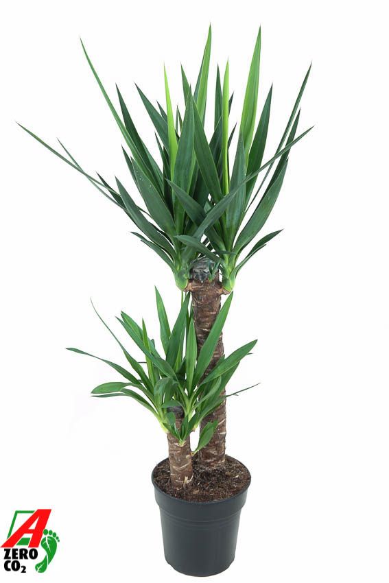 Yucca 60-30, D 21