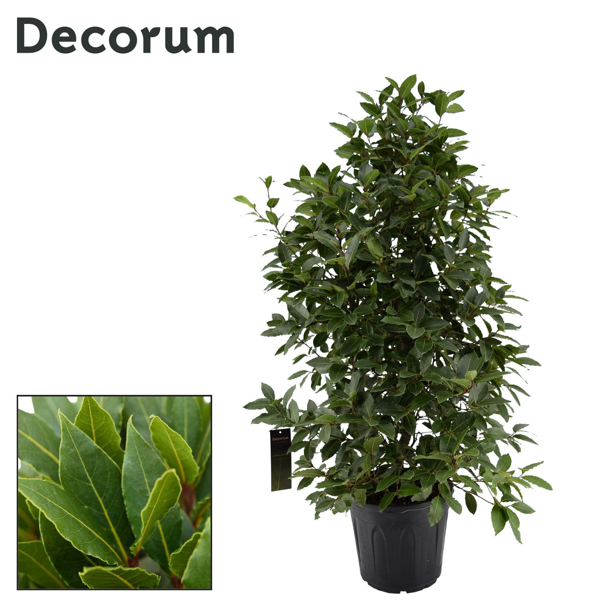 Laurus nobilis Struik, D 30