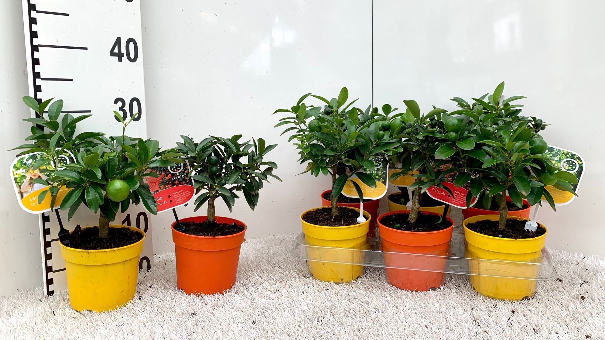 Citrus Mix-Tray 2+ Var. stem/rack (s2), D 12