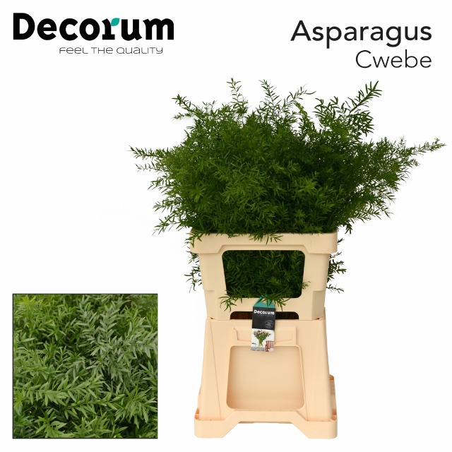 Аспарагус Квебе 65, шт.