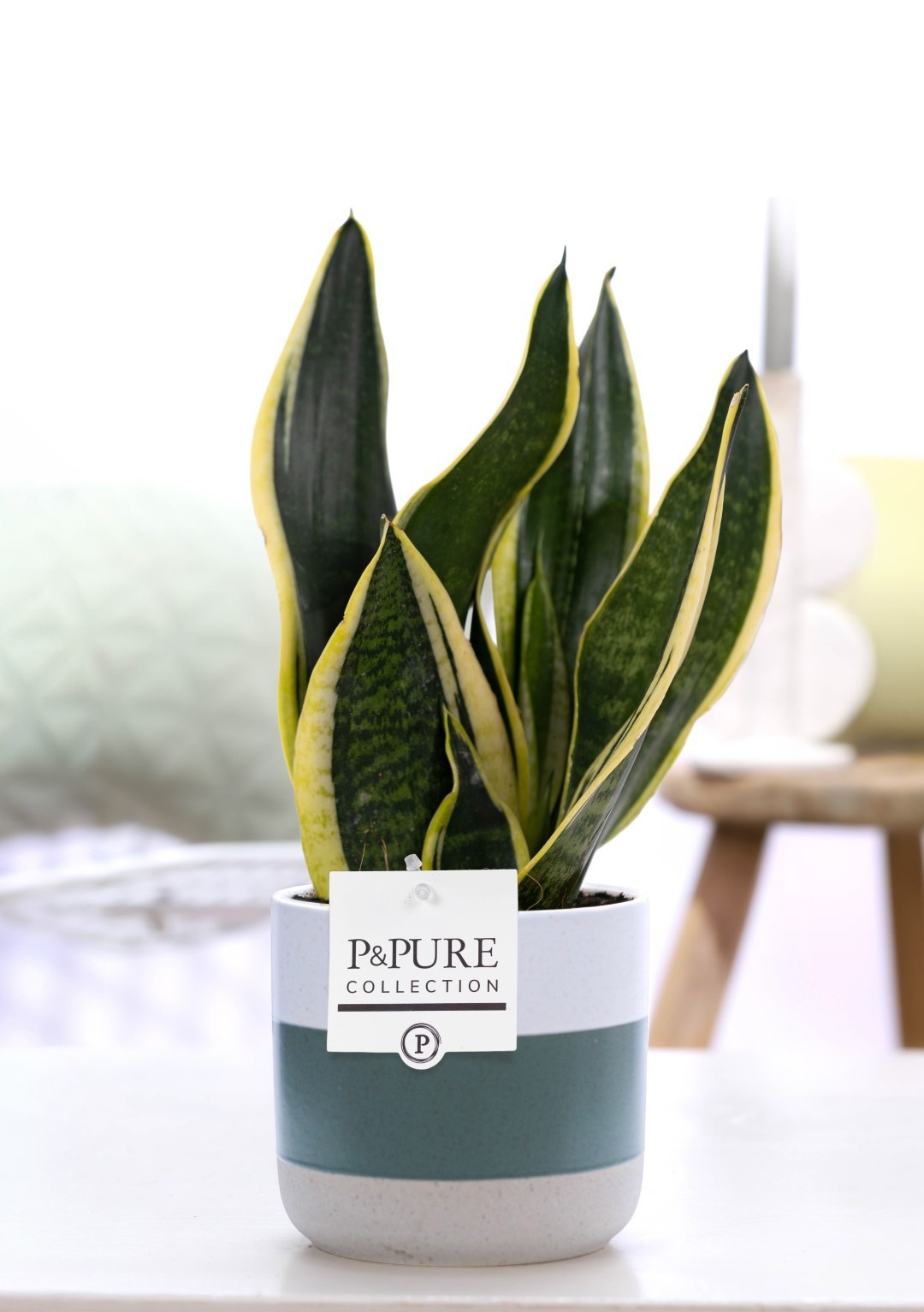 Sansevieria Trif. "Futura Superba" in P&PURE Lauren ceramics, D 12
