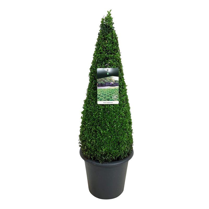 Buxus sempervirens, D 29