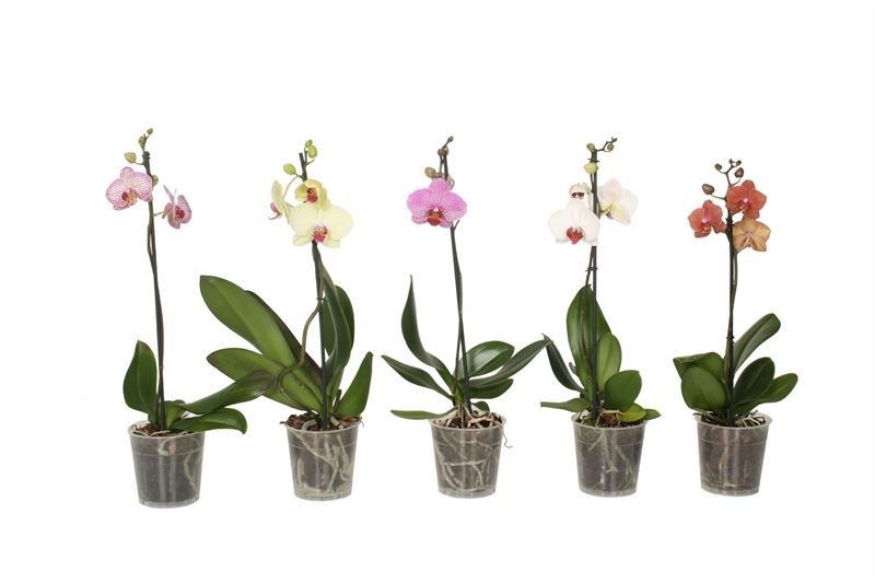 Phal mix 1T06+ ( 4 lg/dc ), D 12 cm
