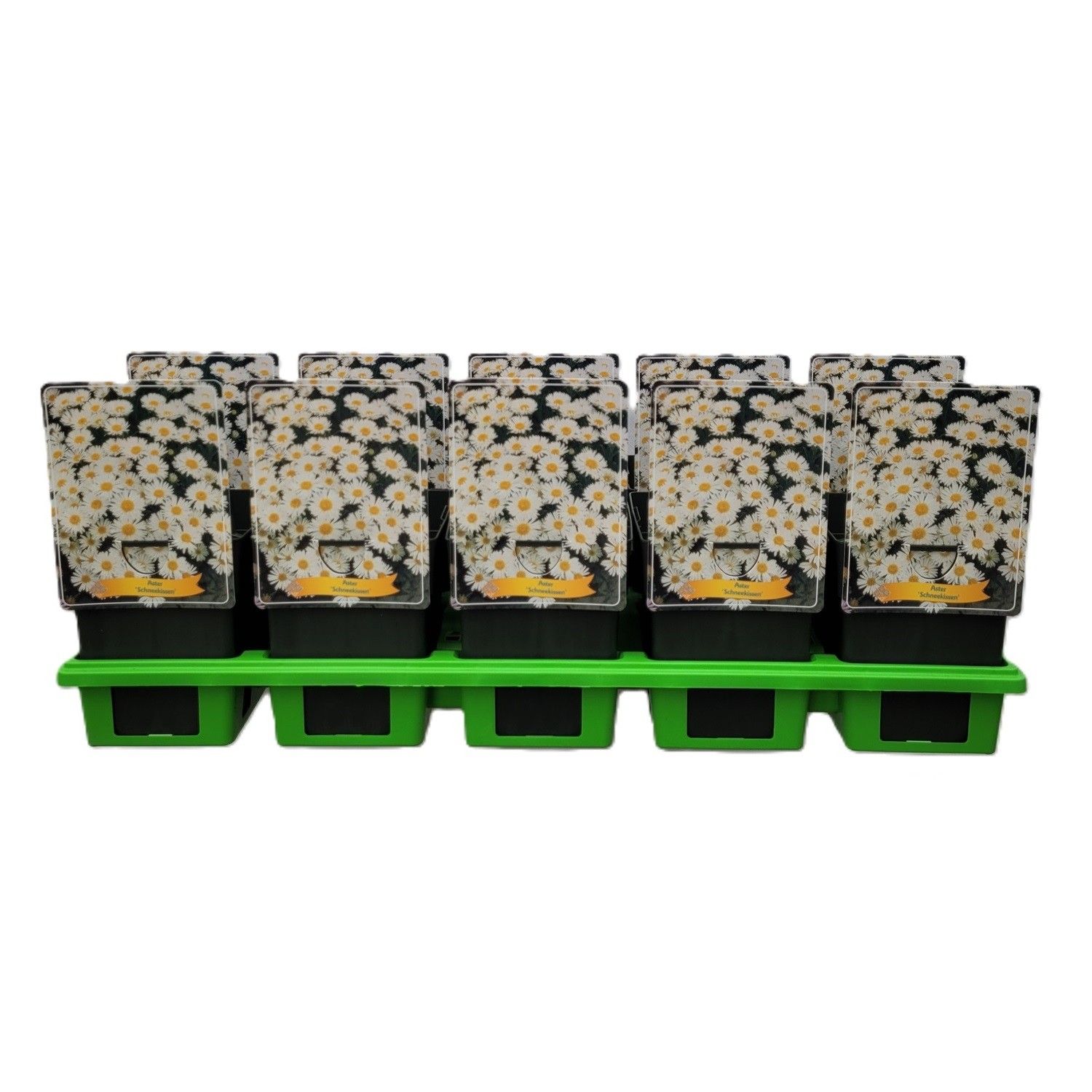 Aster Dumosus 'Schneekissen' P11, D 11 cm