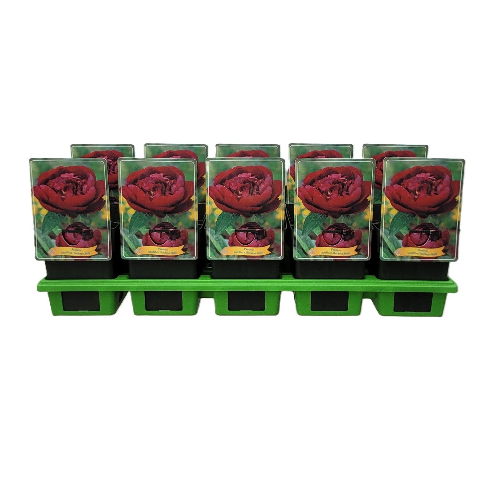 Paeonia Lactiflora 'Buckeye Belle' P11, D 11