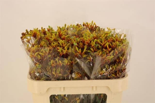 Анигозантус Голд Фивер 70, шт.