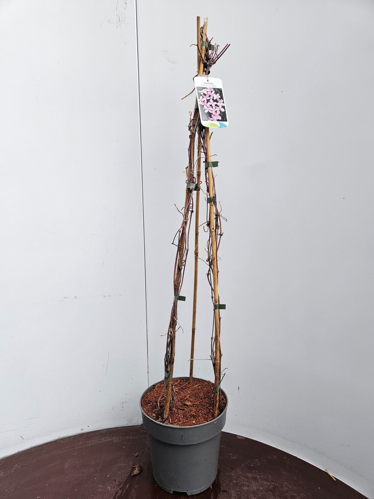 Clematis montana rubens, D 22