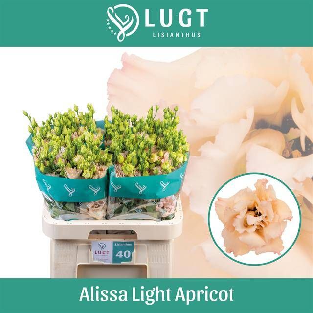 Эустома Алисса Лайт Априкот 70 (сальм.), шт.