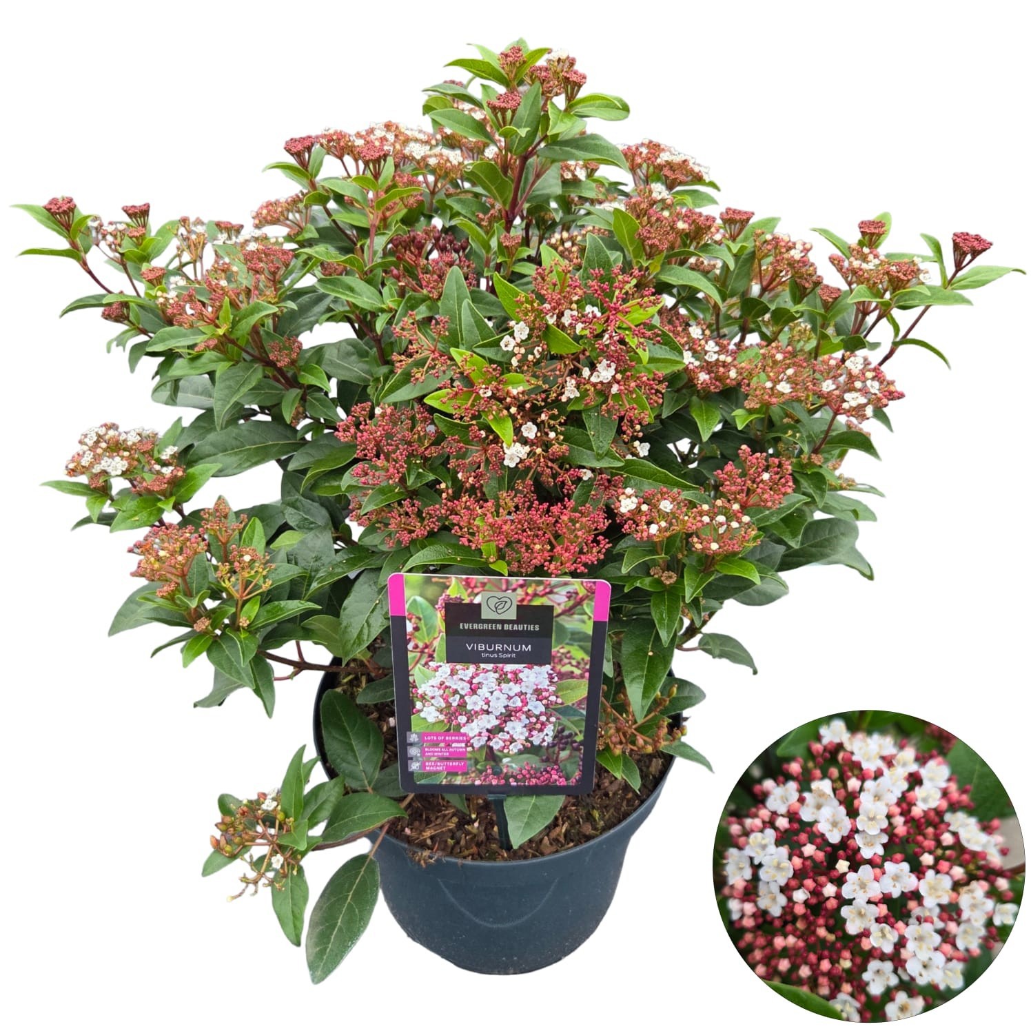 Viburnum tinus 'Spirit', D 26 cm