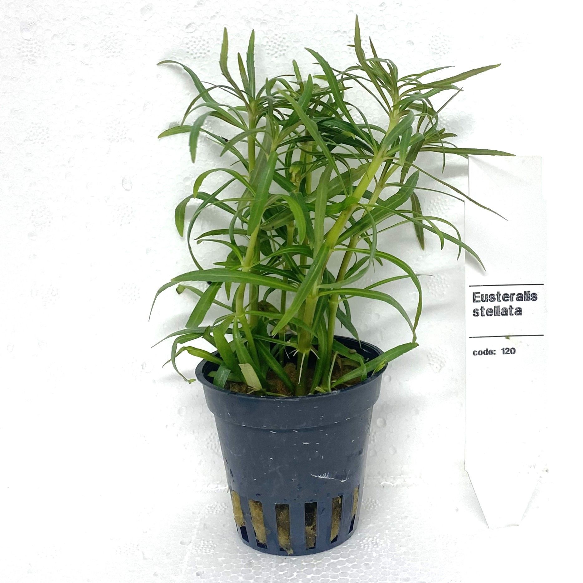 Eustralis stellata, D 5