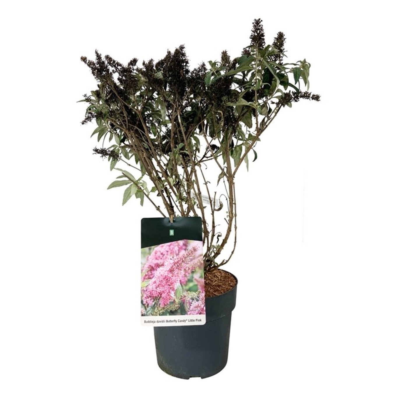Buddleja d. B. Candy Little Pink, D 26