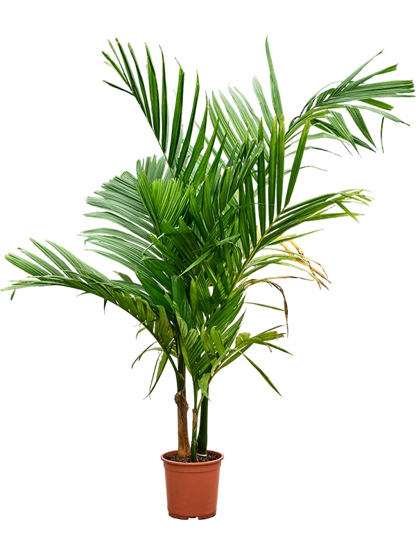 Areca catechu, D 27 cm