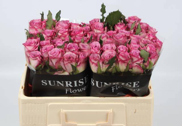 Роза од. Триллер 50, шт.