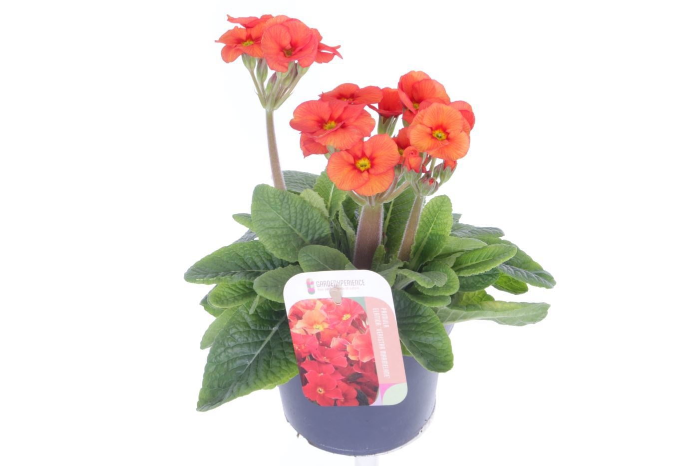 Primula elatior Late Marmelade, D 13