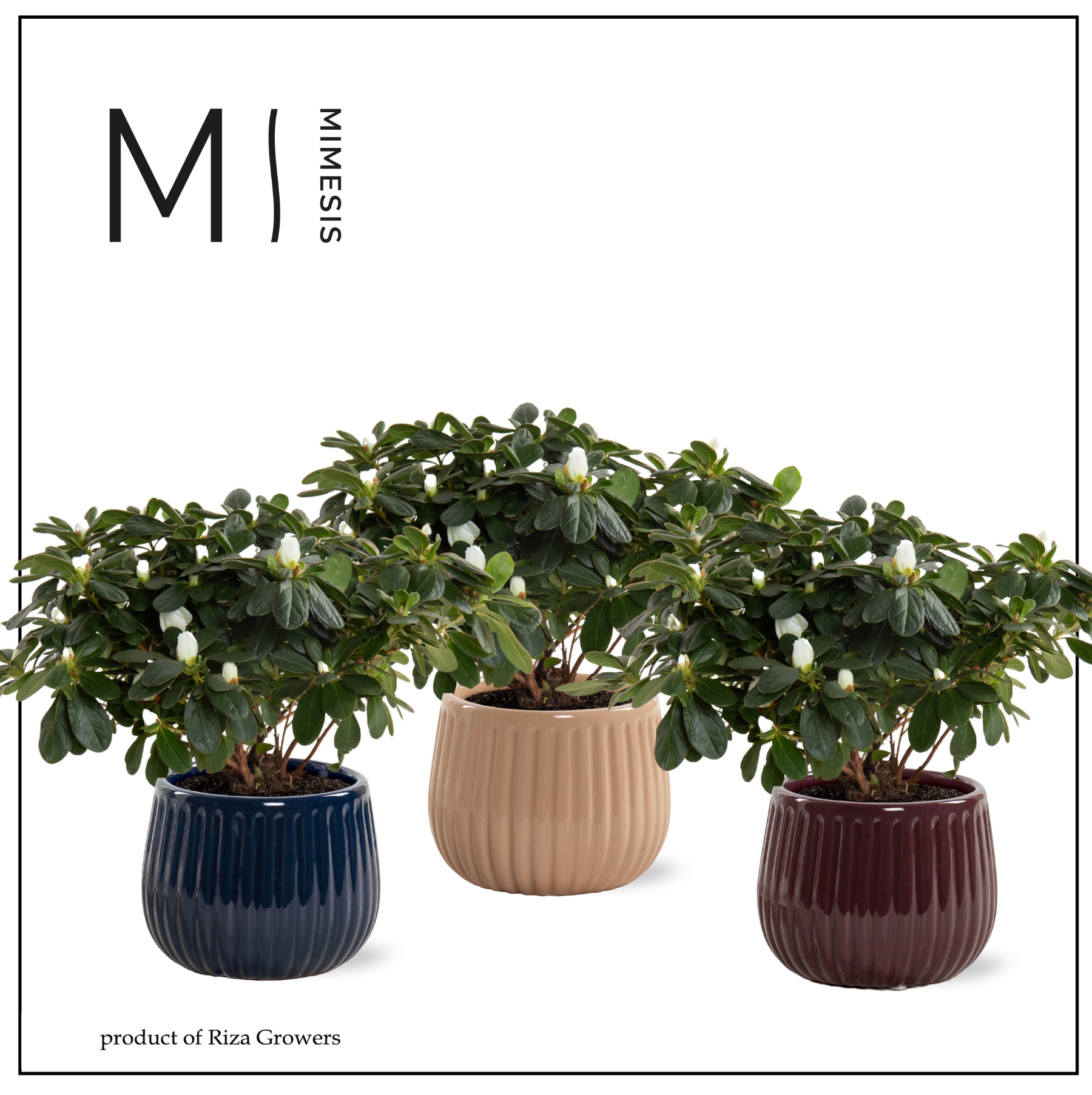 Azalea AIko wit in Livia keramiek - Rich Love, D 13